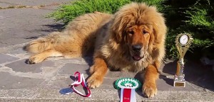 Thor primul Mastiff Tibetan din Romania vicecampion   mondial